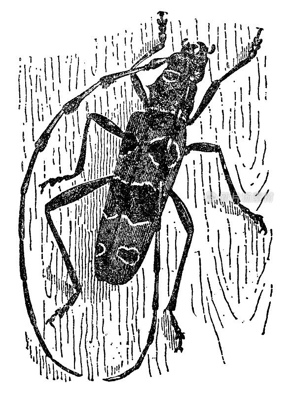 高山长角甲虫昆虫(Rosalia Alpina) - 19世纪